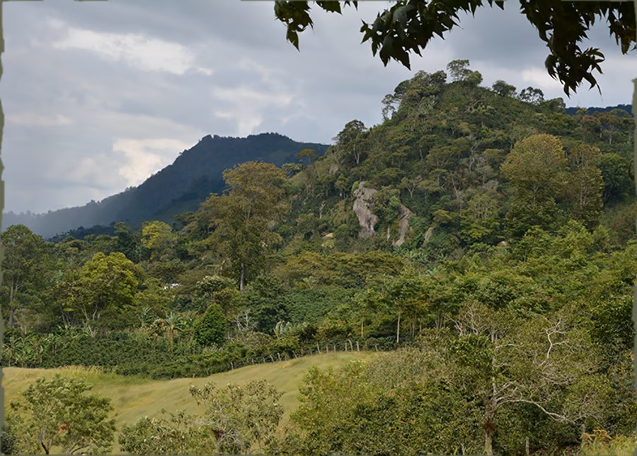 cz-honduras-coffee-landscape